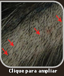 Imagem close-up cicatriz